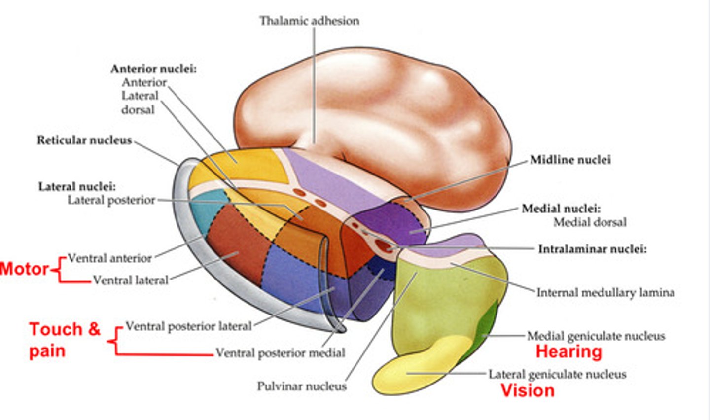 <p>- Relay nuclei send axons to cortex<br>- Their projection is ipsilateral (to the same side)<br>- Placement of the nuclei in the thalamus approximately matches the pattern of their connections to cortex<br>- Lateral group differ from each other by their connections and functions</p>