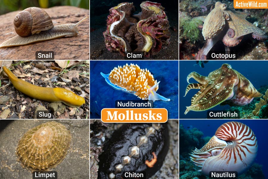 <p>Mollusks</p>