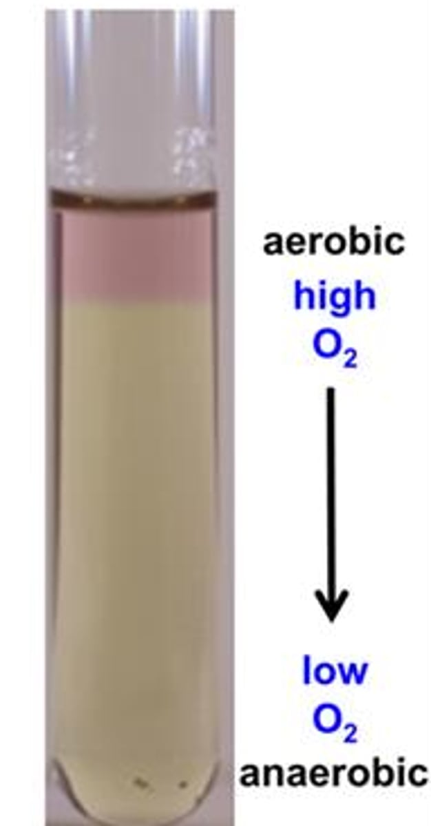 <p>FTM is used to determine oxygen requirements of bacteria.</p><p>The medium contains chemicals that remove oxygen, creating an oxygen gradient.</p>