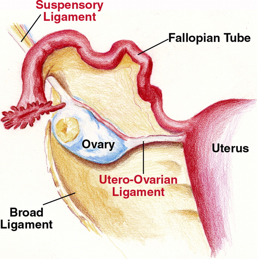 <p>( lateral side of ) <span style="color: blue"><strong>ovaries</strong></span><strong> to </strong><span style="color: blue"><strong>pelvic wall</strong></span></p><img src="https://lh7-rt.googleusercontent.com/docsz/AD_4nXc6ugEusk1rCeQVNY7NPudhWphZcHADMkvNdt9Rv4C_WJceIbRsaXv4uAN9KVF331g2ZNs1Oas8XfWvUGY8W1sSbtqQLrFu1kv2D8buz3koC5a6-d9fZCQm01hvtoDs3Zy-ZbNU?key=0NmS09b7DSVt44FZoYhqRUdh" data-width="100%" data-align="center"><p></p>