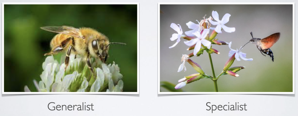 <ul><li><p><span><span>can range from diffuse to</span></span><br><span><span>specialized one-to-one relationships</span></span></p></li></ul><p>ex: <span><span>Diffuse pollinator network in urban ecosystems in England</span></span></p>
