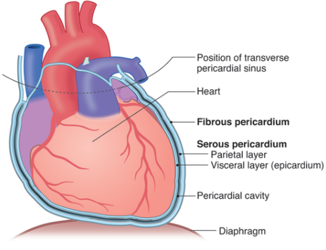 <p>Serous Membrane</p>