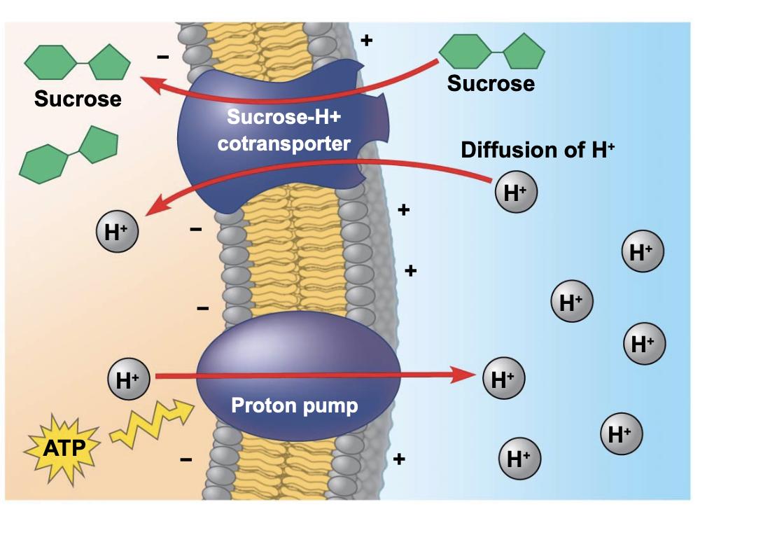 .Cotransport occurs when active transport of a solute indirectly drives transport of other substances \n In these cases, one transport protein creates a gradient, then the potential energy stored in that gradient is used transport a different molecule with a second transport protein. \n .Plants commonly use the gradient of hydrogen ions generated by proton pumps to drive active transport of nutrients into the cell