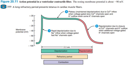 <ol><li><p>Rapid depolarisation</p></li><li><p>Plateau (maintained depolarisation)</p></li><li><p>Repolarisation</p></li></ol>