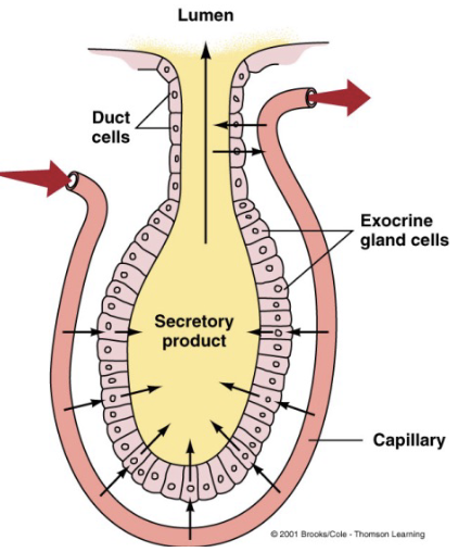 <p>digestive juices are secreted into the lumen by exocrine glands upon appropriate neuronal or hormonal stimulation</p><ul><li><p><span style="color: rgb(255, 255, 255);"><span>secretions contain enzymes, acids, buffers, electrolytes, and water that </span></span></p><ul><li><p><span style="color: rgb(255, 255, 255);"><span>promote digestion </span></span></p></li><li><p><span style="color: rgb(255, 255, 255);"><span>adjust tonicity</span></span></p></li><li><p><span style="color: rgb(255, 255, 255);"><span>provide lubrication for better movement throughout the tract</span></span></p></li></ul></li></ul><p></p>