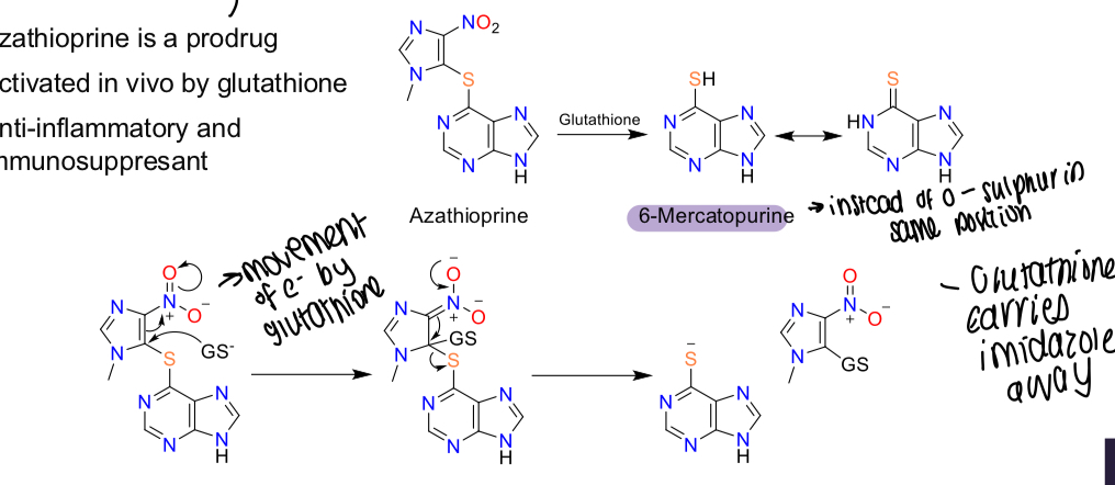 <p>Metabolised to 6-mercaptopurine - glutathione carries imidazole away </p>