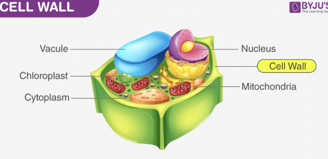 <p>Provides support and protection </p>