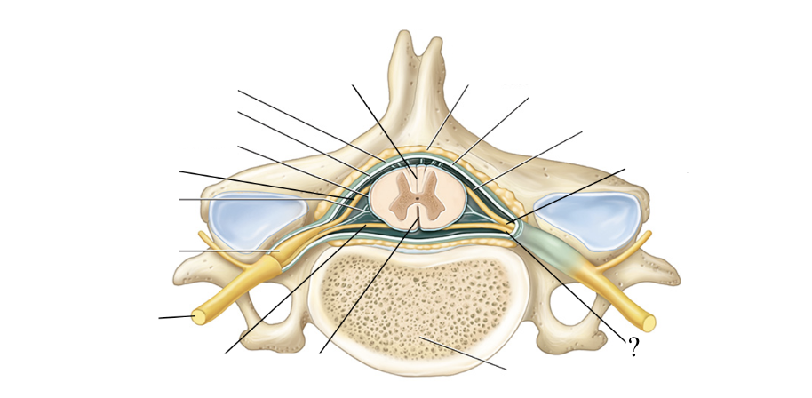<p>formed by 6-8 anterior/ventral spinal nerve rootlets and function to carry motor axons and efferent signals away from the spinal cord</p><ul><li><p>motor nerves’ neurosoma/cell bodies are found within the spinal cord’s gray matter</p></li></ul><p></p>