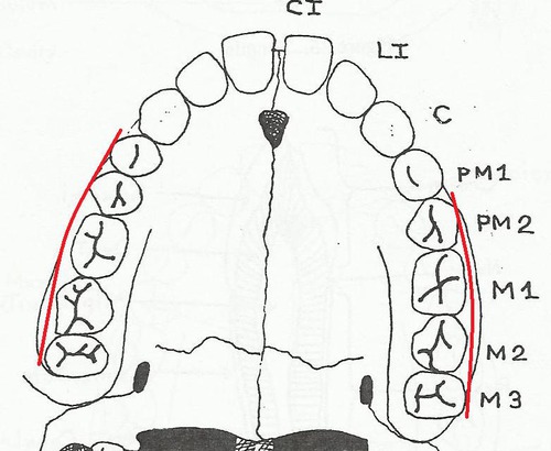 Oral Cavity "Outer surface" of both arcades that face the cheek