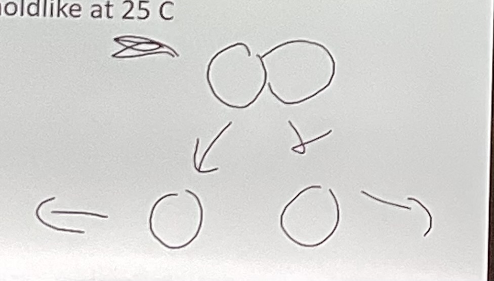 <p>How do fission yeasts divide?</p>