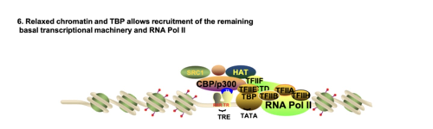 <p>relaxed chromatin + TBP/TAFs + nucleosome repositioning expose the promoter for GTF and Pol II binding</p>