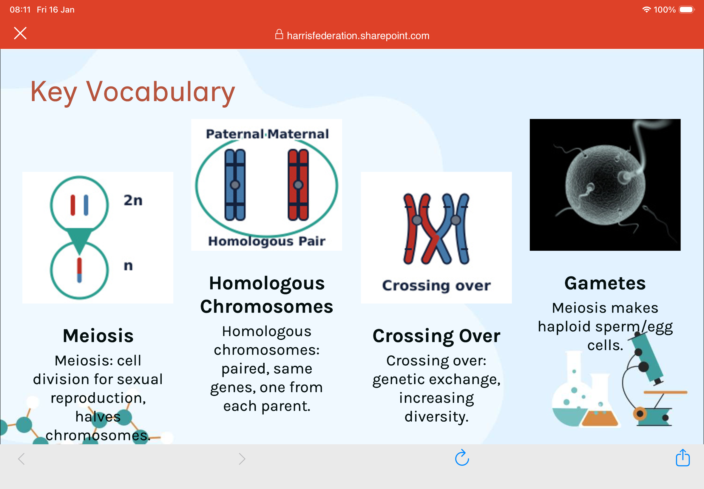 <p>1.What is meiosis?</p><p>2.What are homologous chromosomes?</p><ol start="3"><li><p>What is crossing over?</p></li><li><p>What are gametes?</p></li><li><p>What is the definition of loci?</p></li><li><p>Define homologous chromosomes and explain their role in meiosis?</p></li><li><p>Explain how crossing over contributes to genetic diversity?</p></li><li><p>Why is it essential that meiosis reduces the chromosomes number by half, and what would happen if it didn’t?</p></li><li><p>What is a gene and what is an allele?</p></li></ol><p></p><p>WHY MEIOSIS MATTERS:</p><p>The Need for Chromosome Reduction-</p><p>In sexual reproduction, two gametes fuse to form a …10?. If gametes had the full chromosome number, the zygote would have …11? the amount-leading to errors.</p><p>Maintaining Chromosome Number- Meiosis halves the chromosome number from diploid (2n) to …12? (n), so fertilisation restores the diploid number.</p><p>Real-World Impact</p><p>Errors in meiosis can lead to conditions like Down's syndrome (trisomy 21)</p><p></p>