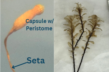 <p>What Genus + Species do these structures belong to?</p>