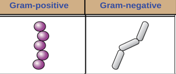 <p><strong>Alcohol </strong>- Decolouriser washes away stain from gram-negative cell walls </p><p><strong>Cell effects</strong> - Gram-positive cells remain purple or blue. Gram-negative cells are colourless </p>