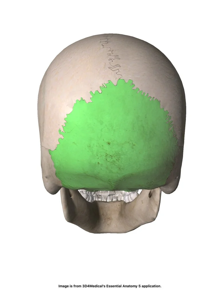 <p>Nackbenet. Oparig. Innehaver foramen magnum. Neurokraniet.</p>