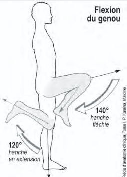 <p>La flexion du genou</p>