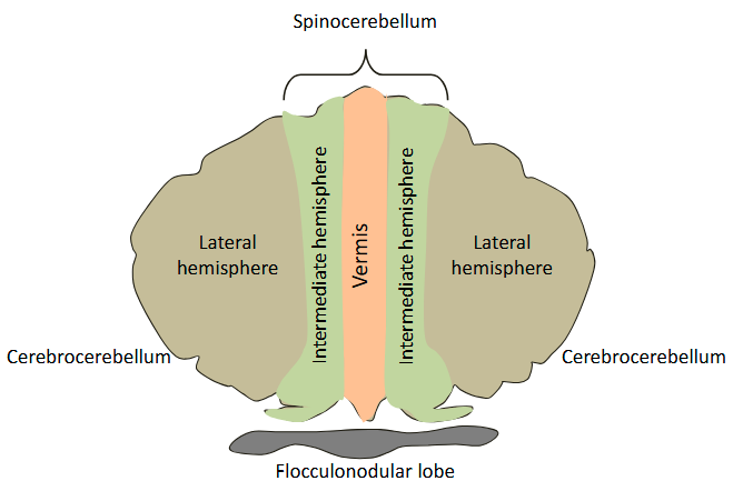 <ul><li><p>Lateral hemispheres = lateral cerebellum gets all inputs from cerebral cortex</p></li><li><p>The spinocerebellum gets most inputs from spinal cord</p></li></ul><p></p>