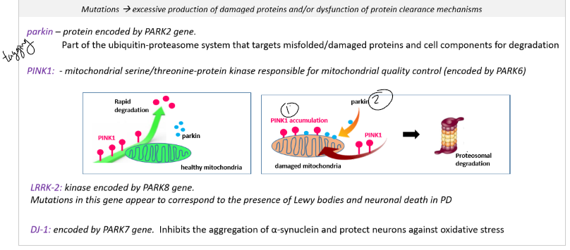 <p>DJ1- inhibits aggregation of alpha syn nuclein</p><p>PINK1- protein kinase thats responsible for mitochondrial health</p><p>Parkin- responsible for tagging misfolded proteins to be broken down</p><p>LRRK- kinase, mutations in this gene lead to lewy bodies and neuronal death in PD</p>