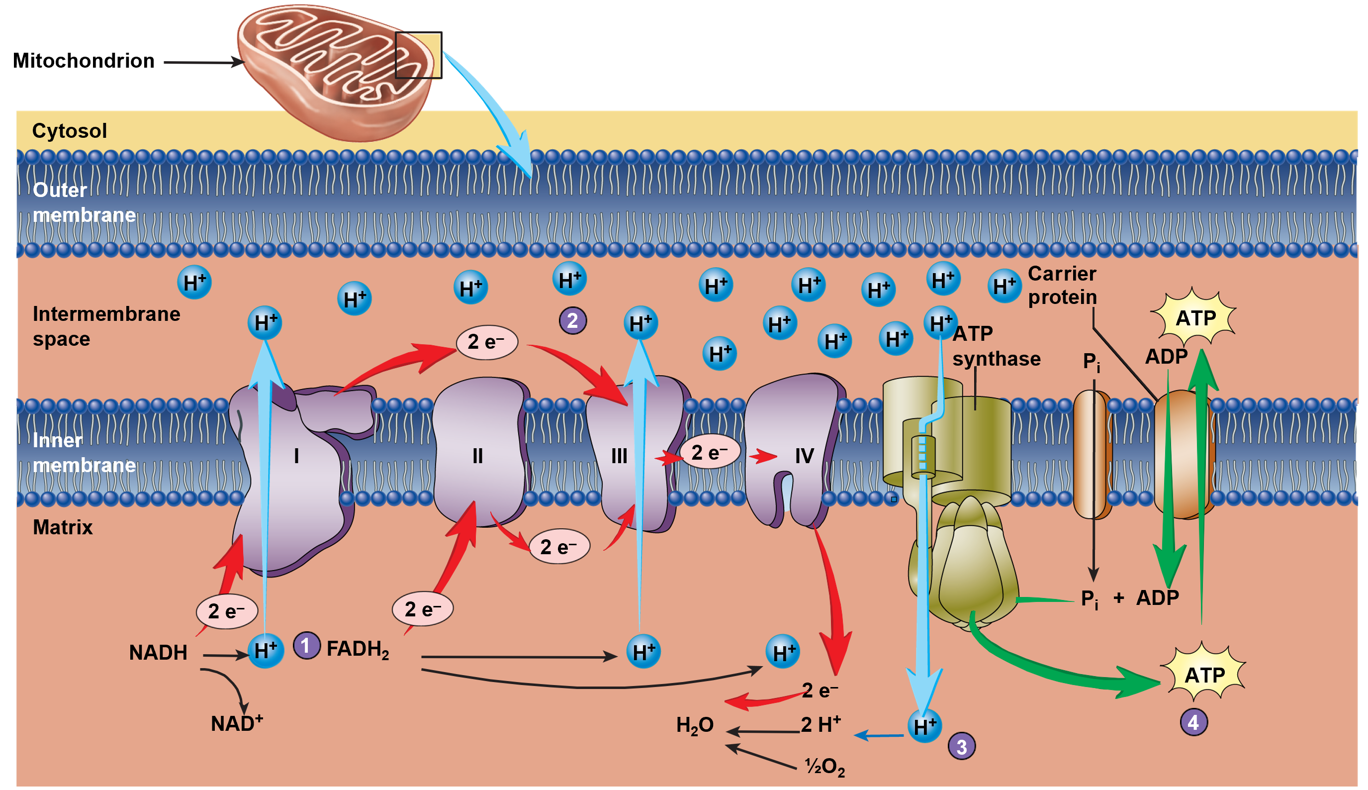 a series of electron carriers in the inner mitochondrial membrane

Steps:


1. Electrons are transferred from NADH and FADH2 to the e- transport carriers. After the loss of the e- and the H+, the oxidized NAD+ and FAD are reused to transport additional e- from the citric acid cycle to the e- transport chain.
2. The e- pass from one e- carrier to the next through a series of oxidation-reduction reactions. Three of the e- carriers also function as proton pumps, which move the H+ from the mitochondrial matrix into the intermembrane space. Each proton pump accepts an e-, and uses some of its energy to export a H+, and passes the e- to the next e- carrier.
3. The last e- carrier in the series collects the e- and combines them with O2 and H+ to form water: 1/2 O2 + 2 H+ + 2 e- → H2O. Oxygen is the final acceptor of e- in this process.
4. The H+ released from NADH and FADH2 is moved from the intermembrane space to the matrix by active transport. As a result, the concentration of H+ in the intermembrane space exceeds that of the matrix and a H+ concentration gradient is established. The H+ cannot simply diffuse down the concentration gradient but must pass through certain channels formed by an enzyme called ATP synthase. As the H+ diffuses down the concentration gradient, energy is released that is used to produce ATP. This process is called chemiosmosis because the chemical formation of ATP is coupled to a diffusion force similar to osmosis.