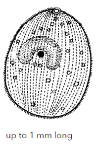 <ul><li><p>host(s), site, disease caused, pathogenicity, diagnosis of infection.</p><ul><li><p>Freshwater fish, monoxenous; small white spots on fish; look for trophonts</p></li></ul></li></ul><p></p>