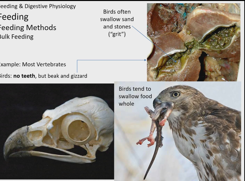 <ul><li><p>Have no teeth but use beaks in a toothlike way</p></li><li><p>But they can’t chew food so it swallows it whole</p></li><li><p>Also has muscular structure in digestive system called a gizzard.</p><ul><li><p>Very thick and muscular</p></li><li><p>Grinds down the food thats been swallowed whole to make it easier to digest</p></li><li><p>Muscular action helps to grind food</p></li></ul></li><li><p>Birds will swallow sand and stones and store them in gizzard to act as a grit. As food you swallow is being grinded by gizzard, you aren’t just relying on muscular walls of gizzard but also on stones and sand to help</p></li></ul><p></p>