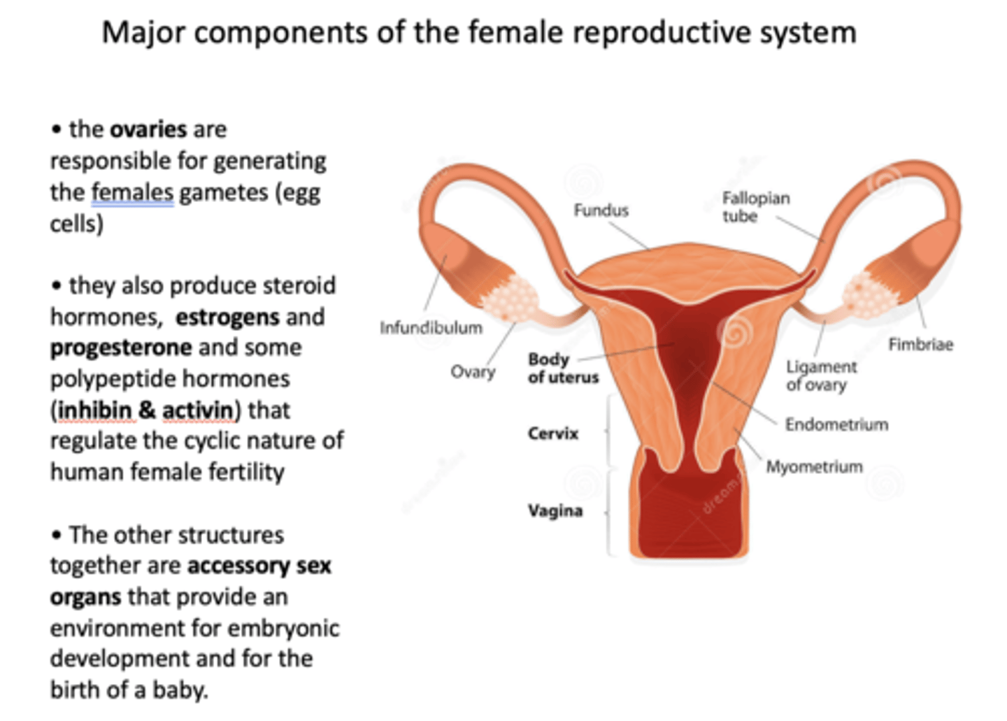 <p>ovaries</p>