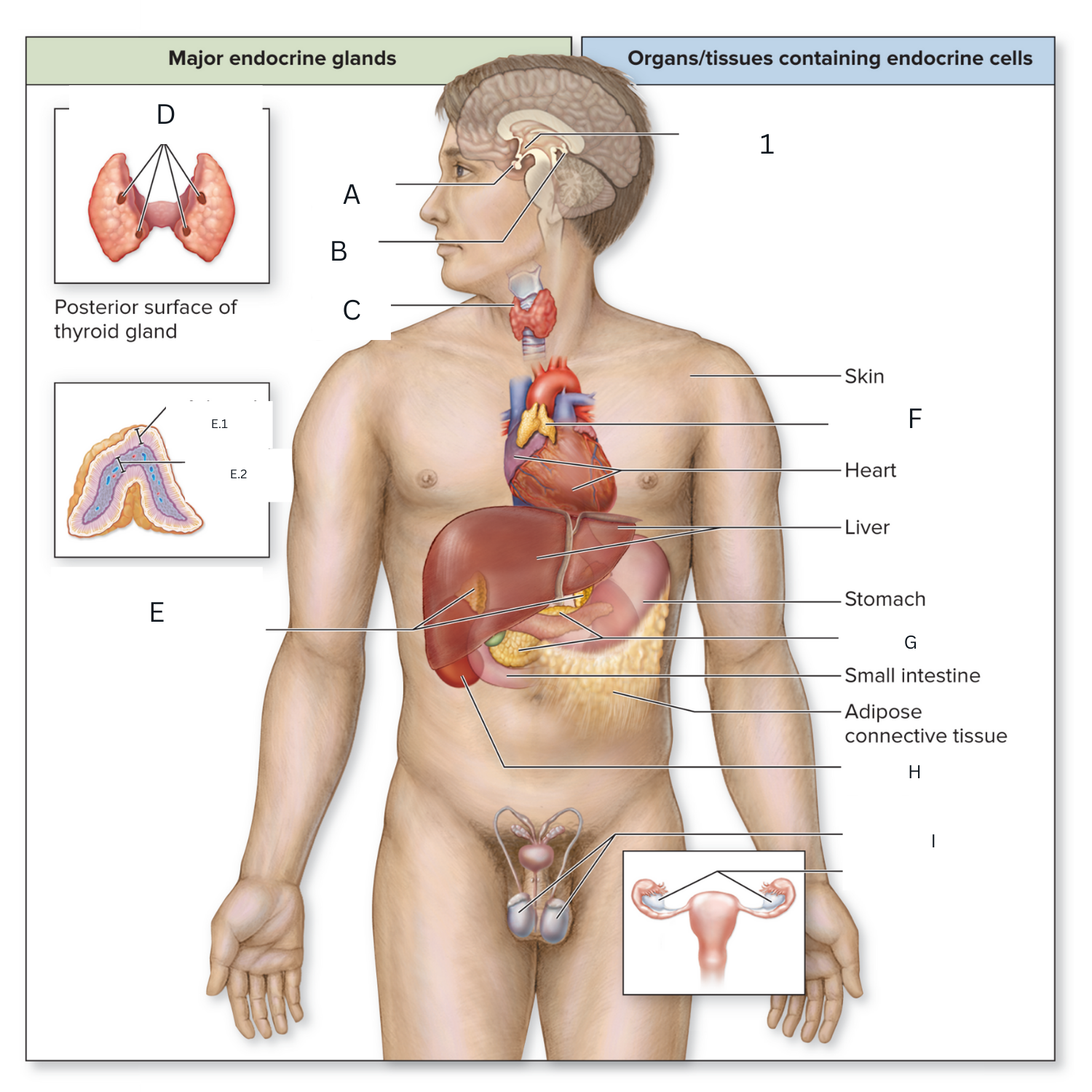 <p>Label I:</p><p>These glands are important for producing hormones such as testosterone, estrogen, and progesterone</p>