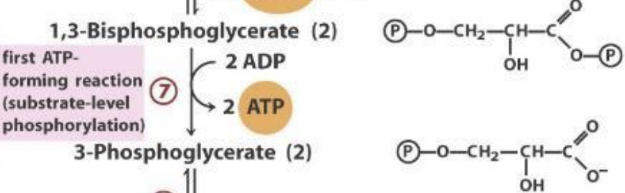 <p>-mediated by another kinase: phosphoglycerate kinase</p><p>-unusual that kinase removes a phosphate, but it can also do the reverse (which is where it gets its name)</p><p>-REMINDER: 2 rxns/1 glucose (2 ADP→2 ATP)</p>
