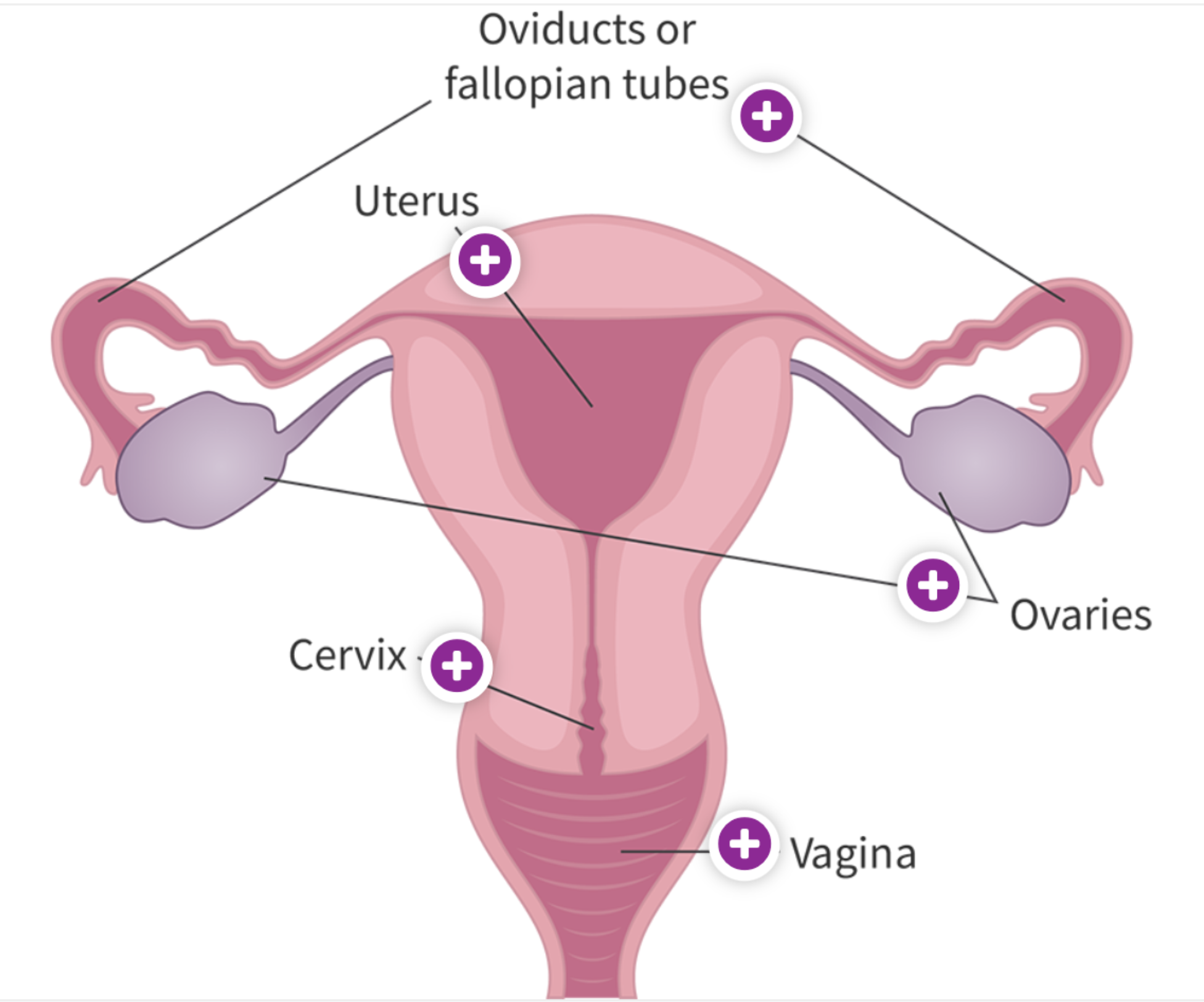 <ul><li><p><strong>Fallopian Tubes</strong></p><p>Ducts that carry egg to uterus</p></li><li><p><strong>Ovaries</strong></p><p>Produce / release eggs (<u>secondary oocytes</u>) + Secrete oestradiol</p></li><li><p><strong>Uterus</strong></p><p>Muscular structure; Where embryo is implanted and develops</p><p><strong>Endometrium</strong> = Inner lining of uterus</p></li><li><p><strong>Cervix</strong></p><p>Lower portion of uterus; Opening allows sperm to enter for fertilisation</p></li><li><p><strong>Vagina</strong></p><p>Muscular tube; Leads from external to cervix / Where semen is ejaculated</p></li></ul><p></p>