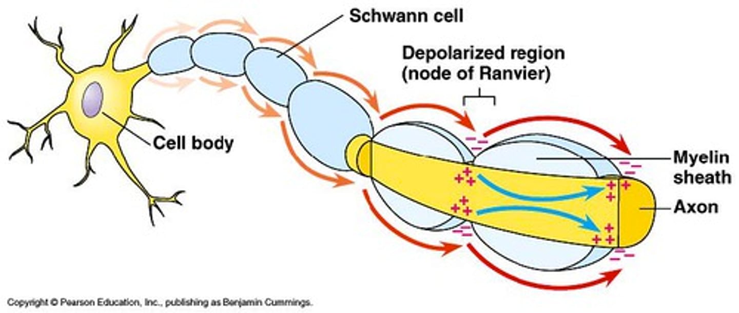 <p>Schwann cells and oligodendrocytes wrap axons with myelin, leaving spaces for nodes of Ranvier</p><p>forces action potential to jump from node to node, speeding up conduction</p>