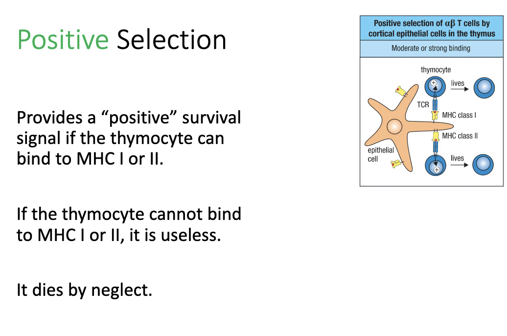 <ul><li><p><strong>Thymocyte tests TCR binding</strong> to <strong>MHC I or II</strong>.</p></li><li><p><strong>Moderate to strong binding:</strong> receives positive survival signal → cell lives. </p></li><li><p><strong>No binding:</strong> fails positive selection → <strong>dies by neglect</strong>.</p></li></ul><p></p>