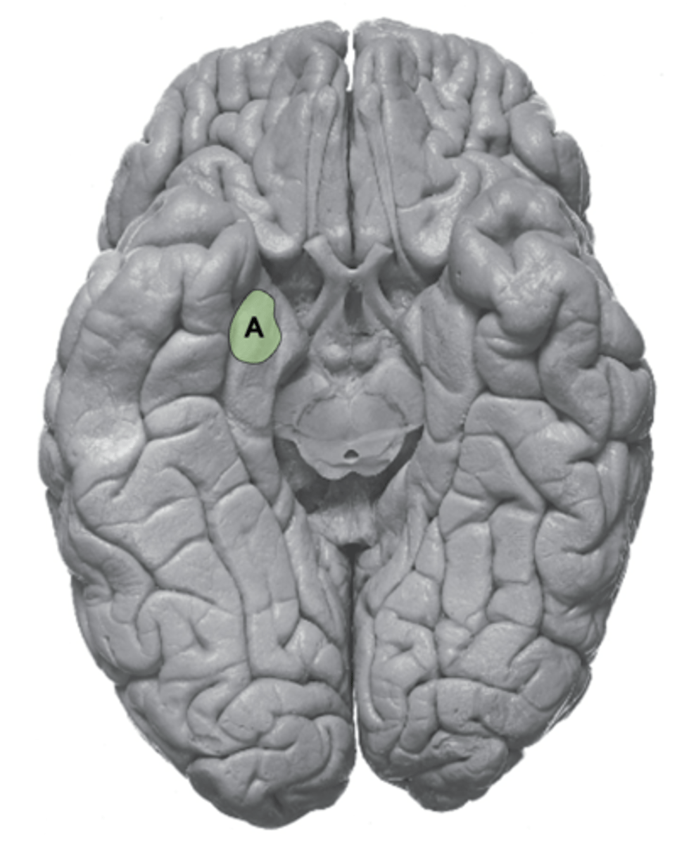 <p>1. amygdala</p><p>2. olfactory tubercle</p>