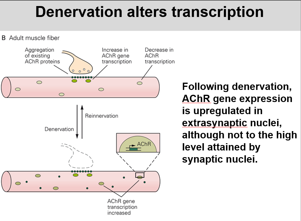 <p>The muscle knows it has been denervated and becomes like it is before it was denervated </p>