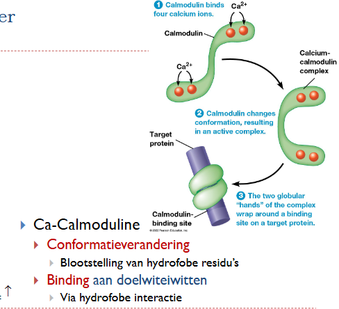 <p>Ca-Calmoduline</p><ul><li><p>conformatieverandering</p><ul><li><p>blootstelling van hydrofobe residu’s (zitten normaal naar binnen)</p></li></ul></li><li><p>binding aan doelwiteiwitten</p><ul><li><p>via hydrofobe interacties (activering / inhibitie)</p></li></ul></li></ul><p></p>