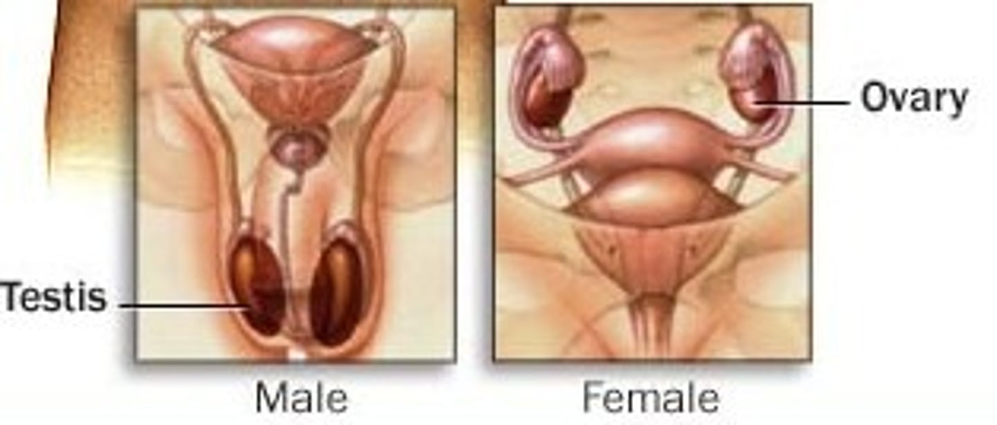 <p>female or male reproductive organ that produces sex cells and hormones; ovary or testis</p>