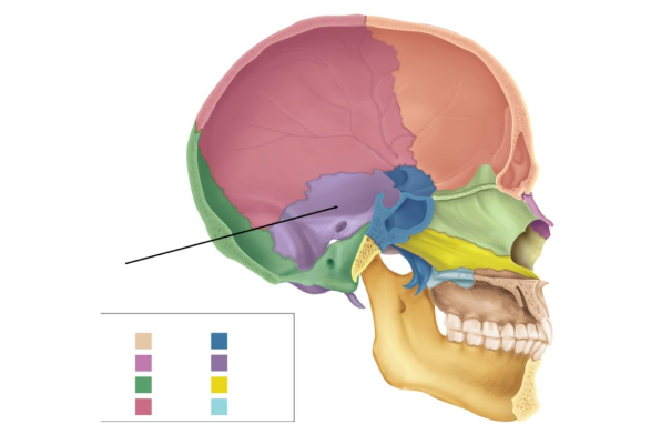 Name the skull bone indicated in the picture.