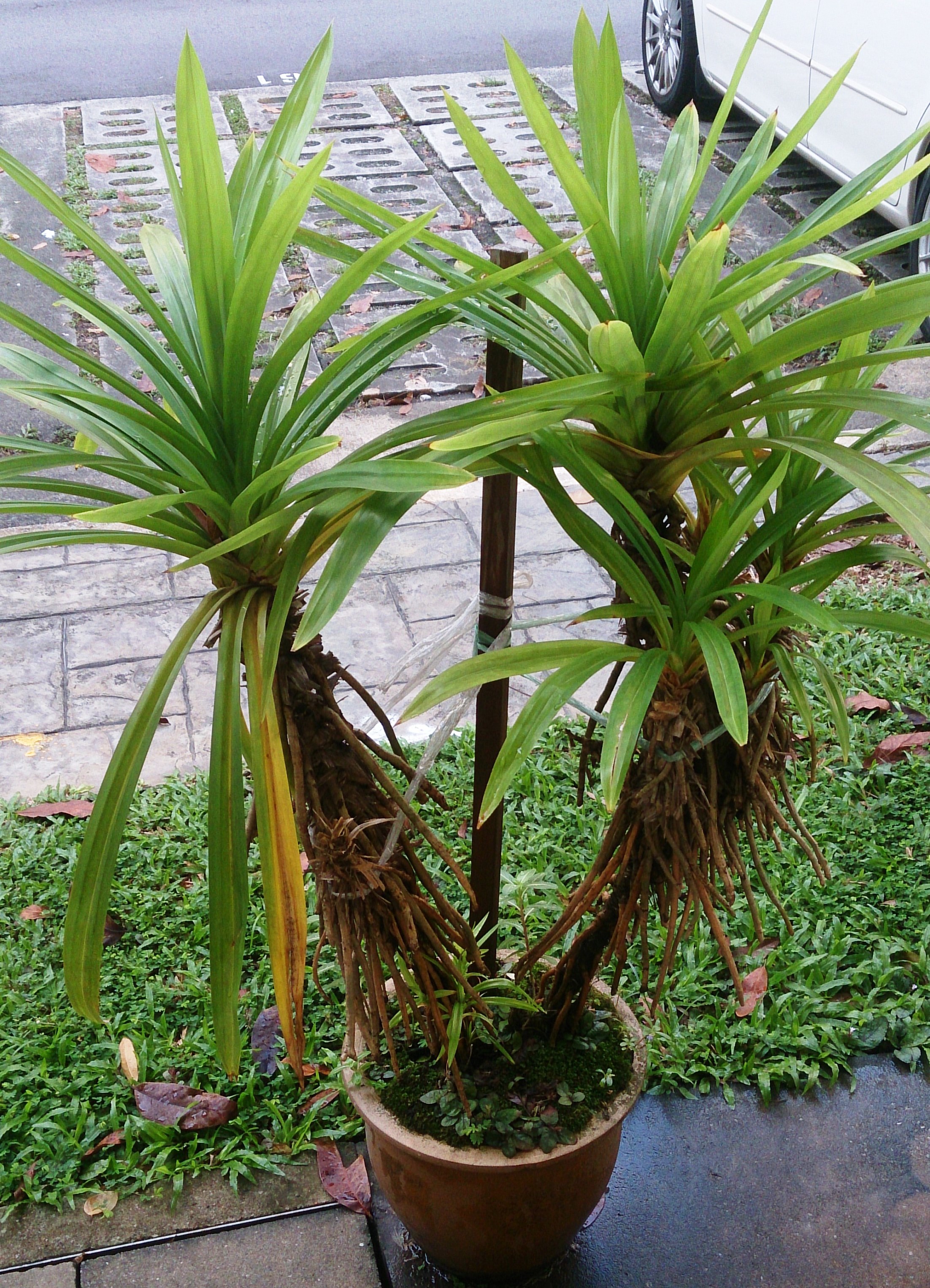 <p>Biological Origin:<strong> Pandanus amaryllifolius Roxb. (Pandanaceae)</strong></p><p>Common Name:<strong> <u>Pandan</u></strong></p><p>Part used: <strong>Leaves</strong></p><p>Medicinal use:</p><p><strong>● Antioxidant ● Aromatic ● Anticancer</strong></p><p>Secondary metabolites:</p><p><strong>● Alkaloids, steroids, triterpenoids, flavonoids, saponins, and phenol hydroquinones</strong></p>