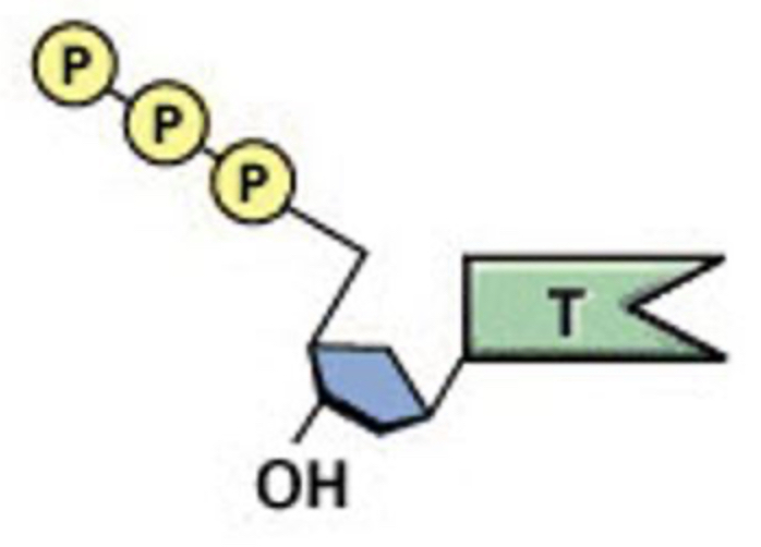 <p>How would this molecule be altered to be used in RNA synthesis?</p><p>A. Add another OH to the sugar</p><p>B. Remove a CH3 group from the thymine base</p><p>C. Remove two phosphates</p><p>A &amp; B</p><p>A&amp; C</p><p>A, B, &amp; C</p>