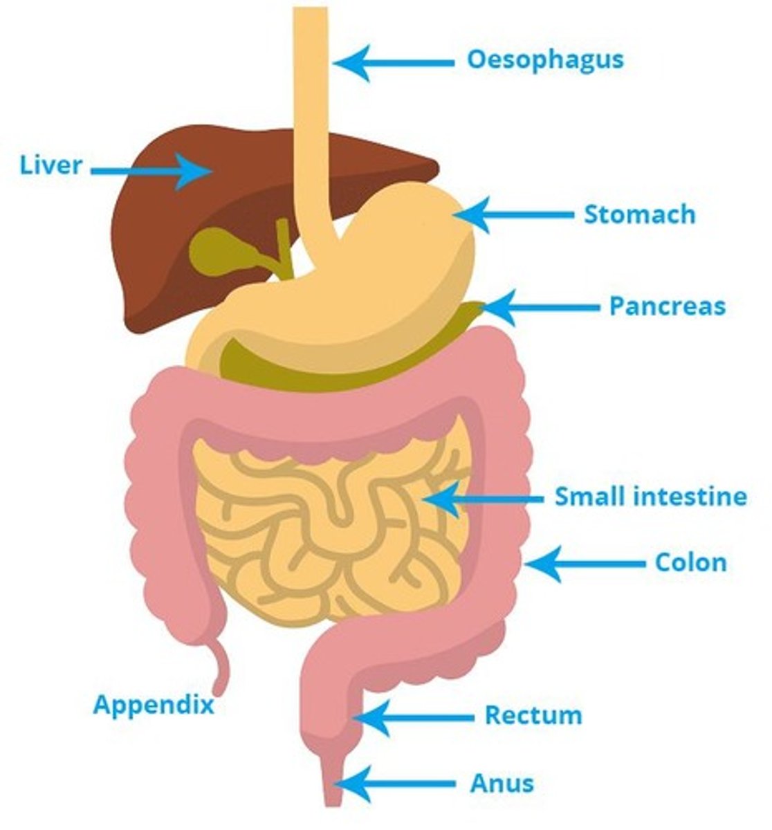 <p>Mouth → Esophagus → Stomach → Small intestine → Large intestine → Anus.</p>
