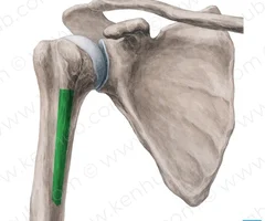 medial lip of intertubercular groove