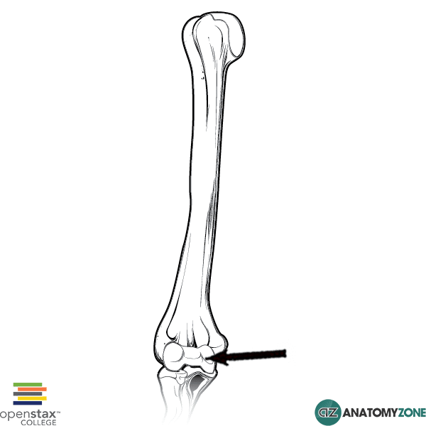 <p>Longer projection of the bottom of the humerus</p>