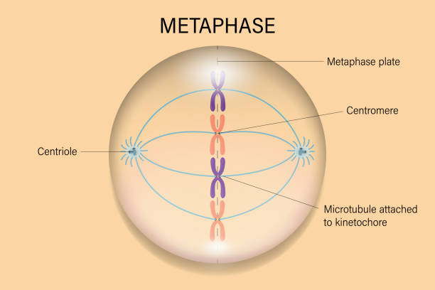 <p>metaphase: lines up in middle </p>