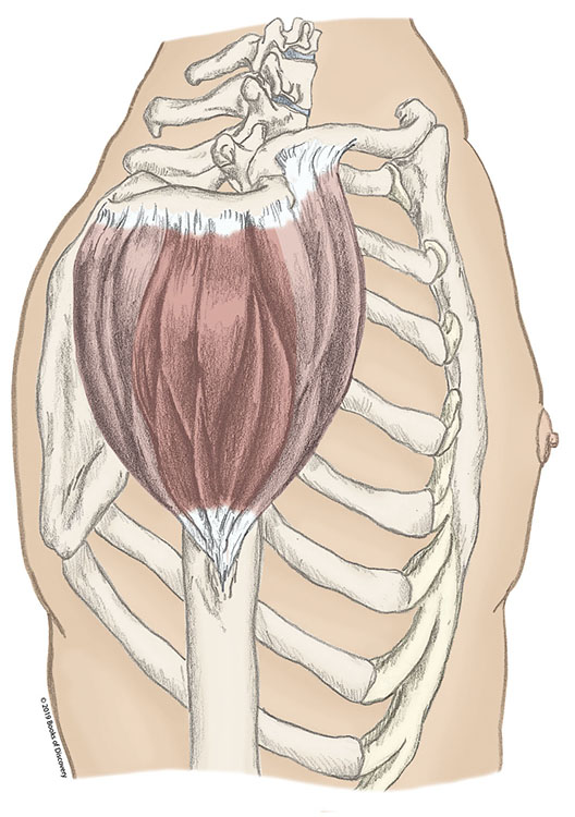 <p>Deltoid</p>