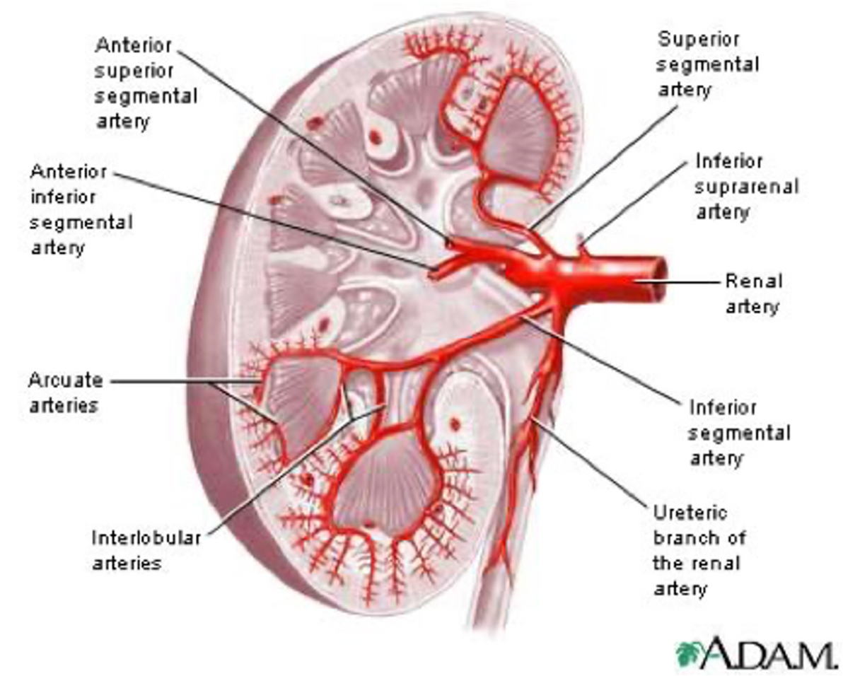 <p><span>•Via the renal arteries, which branches directly off the abdominal aorta.</span></p><p><span>•This is very important as it means that the blood entering each kidney is under high blood pressure.</span></p><p><span>•The renal artery then branches into a series of minor arteries inside each kidney.</span></p>