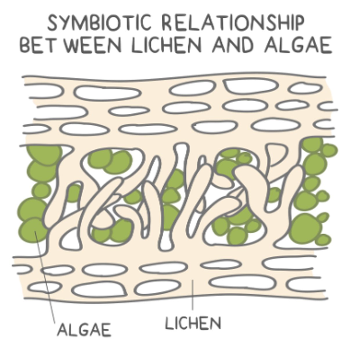 <p>algae; cyanobacteria</p>