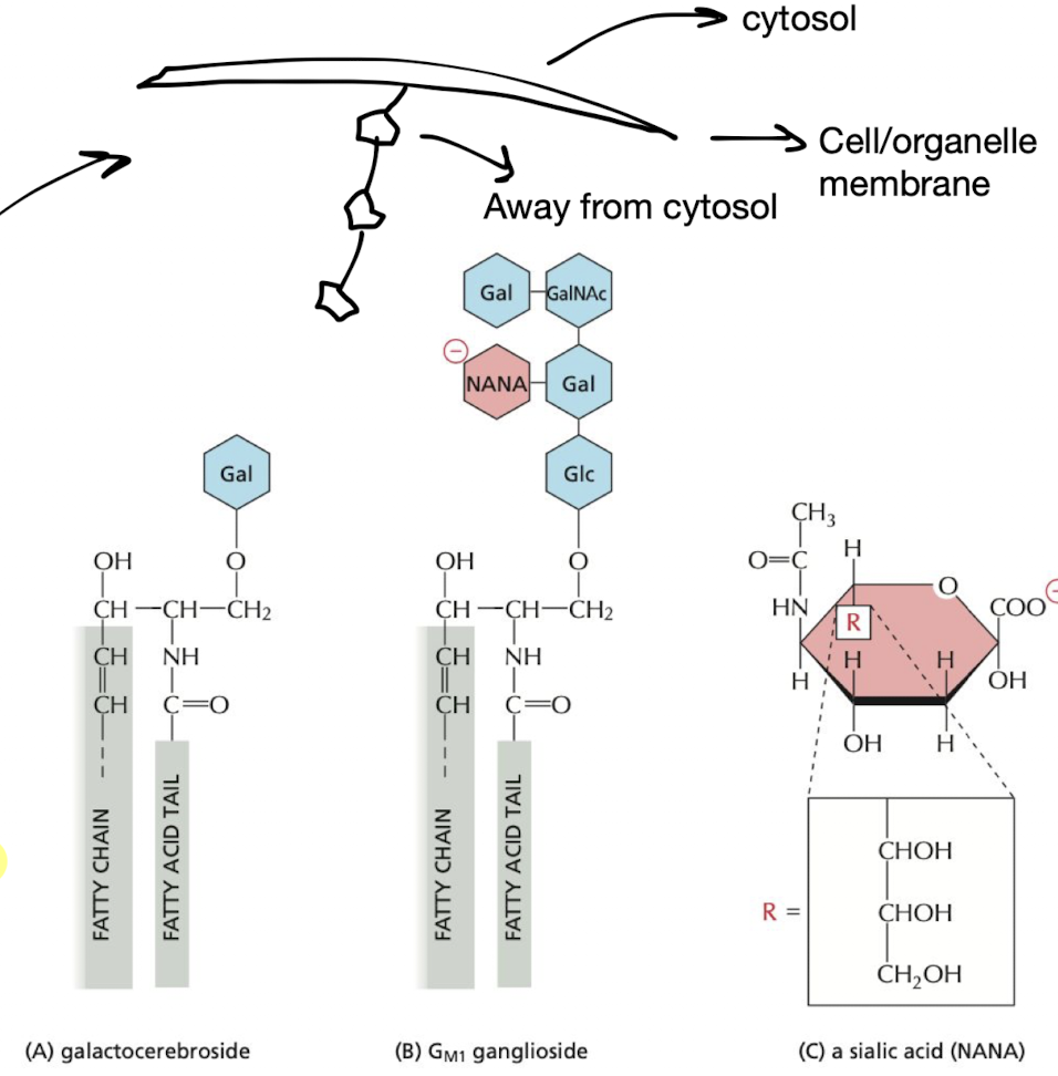 <p><strong>Glycolipids</strong> = resembles sphingolipids, but have sugars attached</p><ul><li><p>found exclusively in monolayer <strong>facing away from cytosol</strong> (inside organelles and outside of cell)</p></li><li><p>made of sphingosine in animals</p></li><li><p>help protect membrane against harsh conditions, cell-recognition, and electrical charge</p></li></ul>