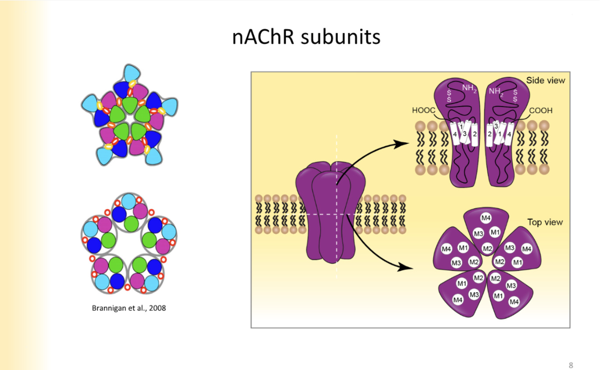 <p>top down view of closed channels- colors are diff transmembrane segments</p><p>4- transmembrane segments make up one subunit of it</p><p>M2 segments face thre pore of the channel- instead of pore lining segment</p>