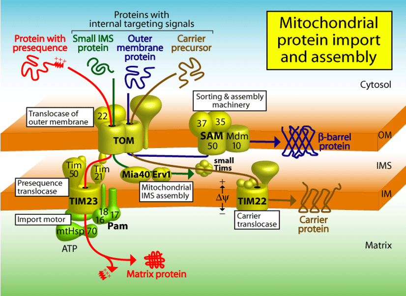 <ul><li><p>the TOM complex cannot alone integrate β-barrel porins into the lipid bilayer from outside</p></li><li><p>porins are first transported into the intermembrane space, binding specialized chaperones</p></li><li><p>porins then bind to the SAM complex in the outer membrane, which inserts them into the outer membrane</p></li><li><p>the central subunits of the SAM complex are homologous to a bacterial outer membrane protein that helps insert β-barrel proteins (eg. BAM in bacteria)</p></li></ul><p></p>