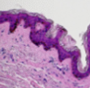 <p>What tissue type does this image depict?</p>