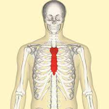 <p>contains manubrium, body, xiphoid process</p>